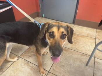 Natty Light -  Mixed Breed Dog for Adoption in Cincinnati, Ohio - Natty Light | PetCurious
