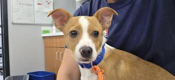 TGB -  Chihuahua and Mixed Breed Dog for Adoption in Kent, Washington - TGB | PetCurious