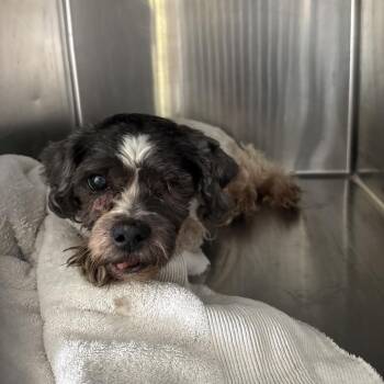 Rescue Shih Tzu Dogs for Adoption in Northbrook, Illinois - Roscoe | PetCurious