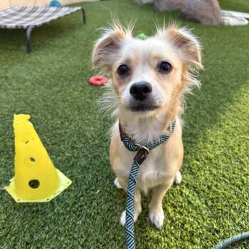 Anastasia -  Spaniel and Mixed Breed Dog for Adoption in Hawthorne, California - Anastasia | PetCurious