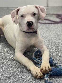 Rescue Dogo Argentino and Mixed Breed Dogs for Adoption in Westminster, Maryland - CASPER | PetCurious