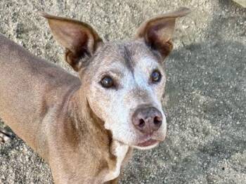 Rescue Mixed Breed Dogs for Adoption in Georgetown, Texas - Logan | PetCurious