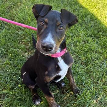 Dr. Pepper -  Mixed Breed Dog for Adoption in Goleta, California - Dr. Pepper | PetCurious