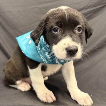 Pumpkin Spice -  Mixed Breed Dog for Adoption in Canal Winchester, Ohio - Pumpkin Spice | PetCurious