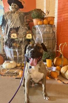 Rescue Mixed Breed Dogs for Adoption in Chamblee, Georgia - Ronan - IN Foster | PetCurious