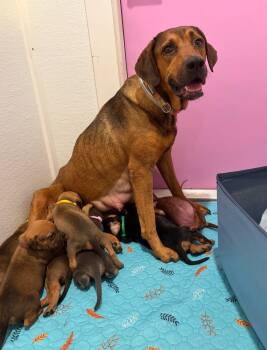 Faith -  Hound Dog for Adoption in Sanford, Florida - Faith | PetCurious