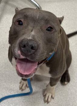 Pit Bull Terrier and Mixed Breed Dogs Available for Adoption - Nanea | PetCurious