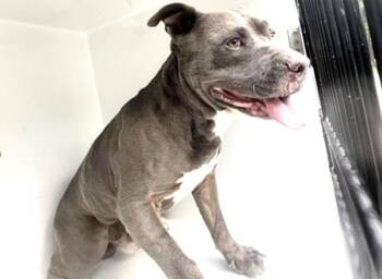 A657024 -  Pit Bull Terrier Dog Available for Adoption in Houston, Texas - A657024 | PetCurious