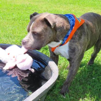 JR Baer -  Staffordshire Bull Terrier and American Bulldog Dog for Adoption in Wadena, Minnesota - JR Baer | PetCurious