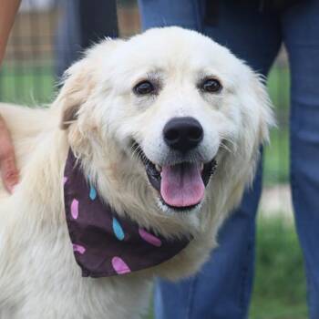 COQUETO -  Golden Retriever Dog for Adoption in San Antonio, Texas - COQUETO | PetCurious