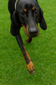 Rescue Black And Tan Coonhound Dogs for Adoption in Chickamauga, Georgia - Saddie-Hold Until EOD 11/24 | PetCurious