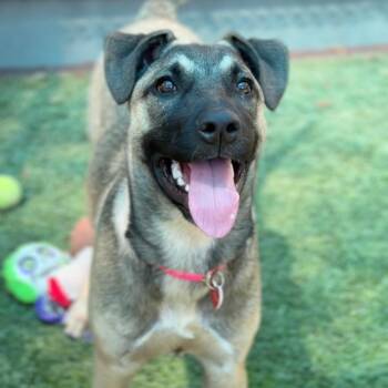 Posie A2286479 -  German Shepherd Dog Dog for Adoption in Los Angeles, California - Posie A2286479 | PetCurious