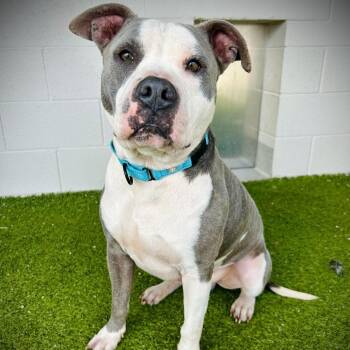 Pit Bull Terrier and Mixed Breed Dogs Available for Adoption - Dinky | PetCurious