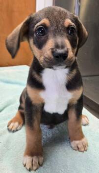 Teddy -  Hound and Beagle Dog for Adoption in Sandusky, Ohio - Teddy | PetCurious