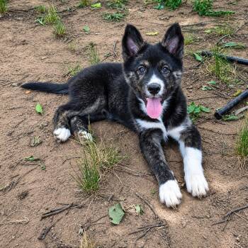 Koda -  German Shepherd Dog and Border Collie Dog for Adoption in Chatham, New Jersey - Koda | PetCurious