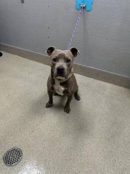 OLIVER -  Pit Bull Terrier Dog for Adoption in Las Vegas, Nevada - OLIVER | PetCurious