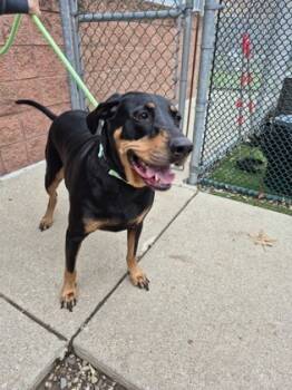 Rescue Coonhound and Mixed Breed Dogs for Adoption in Valley View, Ohio - Bubba | PetCurious