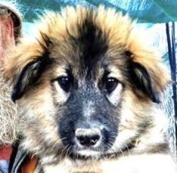 Rescue German Shepherd Dog and Husky Dogs for Adoption in San Luis, Colorado - Thor | PetCurious