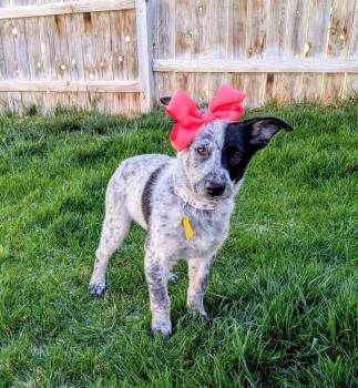Collie and Cattle Dog Dogs Available for Adoption in Salt Lake City, Utah - Azelea Bloom | PetCurious