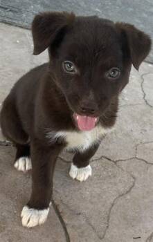 COCONUT -  Australian Cattle Dog Blue Heeler and Mixed Breed Dog for Adoption in Riverside, California - COCONUT | PetCurious