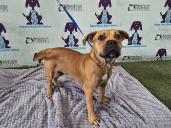 TAFT -  Boxer and Mixed Breed Dog Available for Adoption in Orlando, Florida - TAFT | PetCurious