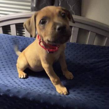 Mixed Breed Dogs Available for Adoption in Sinking Spring, Pennsylvania - Annie | PetCurious