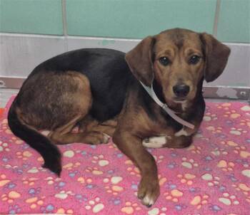 Beagle and Staffordshire Bull Terrier Dogs Available for Adoption - CANDY CUTE | PetCurious