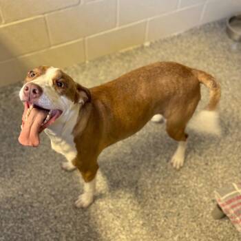 Mixed Breed Dogs Available for Adoption - Jaxon | PetCurious