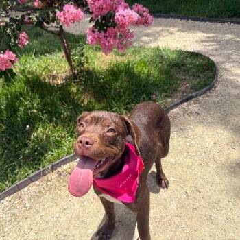 Lilac the pup that smiles back -  American Staffordshire Terrier and Labrador Retriever Dog for Adoption in Friendswood, Texas - Lilac The Pup That Smiles Back | PetCurious