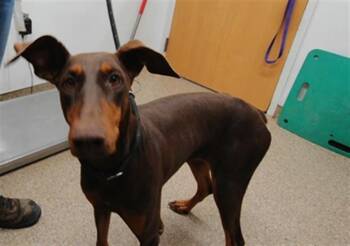 PRADA -  Doberman Pinscher and Mixed Breed Dog for Adoption in Albuquerque, New Mexico - PRADA | PetCurious