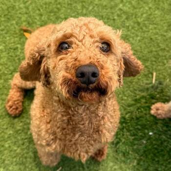Bexley 3619 -  Poodle Dog Available for Adoption in Loxahatchee Groves, Florida - Bexley 3619 | PetCurious