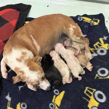 Milton -  Dachshund Dog for Adoption in Fresno, California - Milton | PetCurious