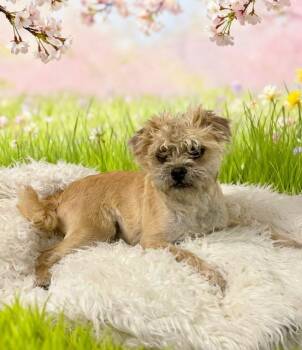 Mixed Breed Dogs Available for Adoption in Tehachapi, California - Chop | PetCurious