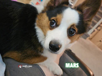 Rescue Corgi and Australian Shepherd Dogs for Adoption in Council Bluffs, Iowa - Mars | PetCurious