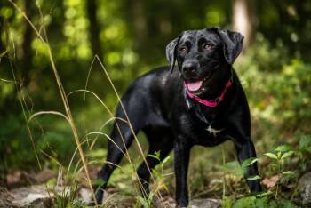 Derlago / Fern -  Labrador Retriever Dog for Adoption in Broomfield, Colorado - Derlago / Fern | PetCurious
