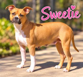 Sweetie -  Boxer Dog for Adoption in Momence, Illinois - Sweetie | PetCurious