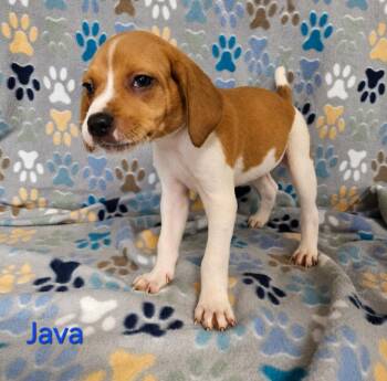 Java -  Hound Dog for Adoption in Wabash, Indiana - Java | PetCurious