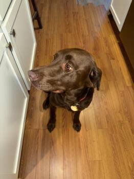Rio -  Labrador Retriever Dog for Adoption in South Bend, Indiana - Rio | PetCurious
