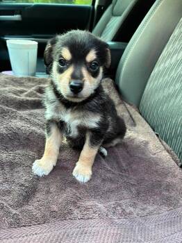 Geneva the small breed puppy -  Miniature Pinscher and Schnauzer Dog for Adoption in Muskego, Wisconsin - Geneva The Small Breed Puppy | PetCurious