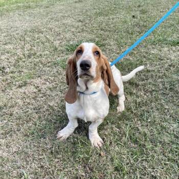 Roobie -  Basset Hound Dog for Adoption in Carencro, Louisiana - Roobie | PetCurious