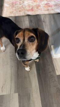 Beagle Dogs Available for Adoption in Greenville, South Carolina - Sir Elton Pringle | PetCurious