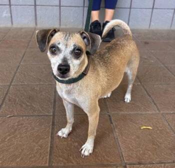 Minerva -  Chihuahua and Mixed Breed Dog for Adoption in Honolulu, Hawaii - Minerva | PetCurious