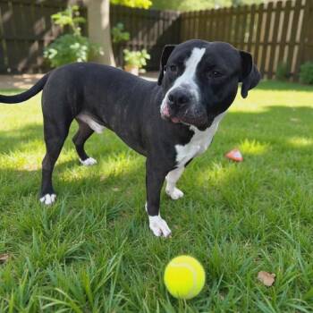 American Staffordshire Terrier Dogs Available for Adoption in Houston, Texas - Bruce | PetCurious