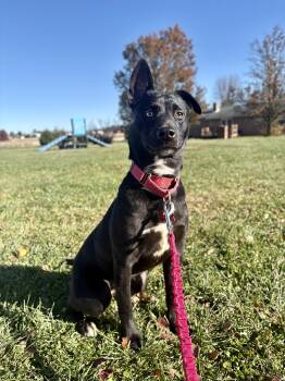 Rescue Husky Dogs for Adoption in Wooster, Ohio - Minnie | PetCurious