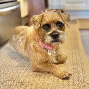 Latte -  Border Terrier Dog for Adoption in Mead, Colorado - Latte | PetCurious