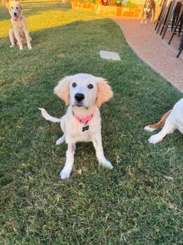 Sparkler -  Golden Retriever Dog for Adoption in Fort Worth, Texas - Sparkler | PetCurious