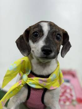Miss-One of our Amazing Rescue Dogs -  Dachshund and Chihuahua Dog for Adoption in Carlsbad, California - Miss-One Of Our Amazing Rescue Dogs | PetCurious
