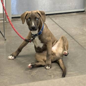 Gachapon -  Mixed Breed Dog for Adoption in Pittsburgh, Pennsylvania - Gachapon | PetCurious