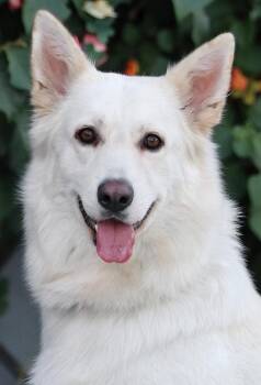 Cloud von Calden -  German Shepherd Dog Dog for Adoption in Los Angeles, California - Cloud Von Calden | PetCurious