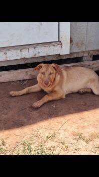 Velvet -  German Shepherd Dog and Golden Retriever Dog Available for Adoption - Velvet | PetCurious
